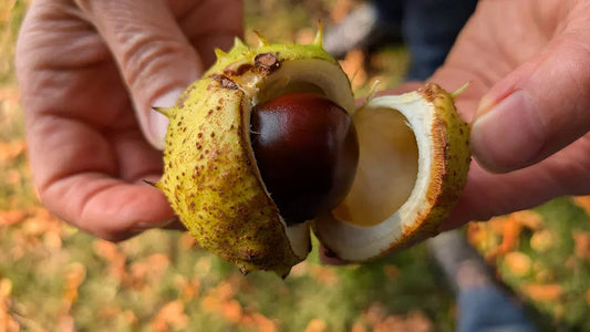 Horse Chestnut: The European Secret for Leg Wellness